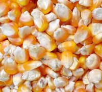 Maize