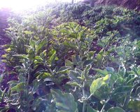 Phudina Leaves