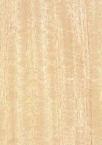 Golden Maple Veneers Plywood