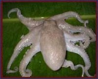 Cleaned Octopus