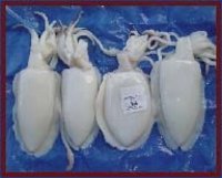 Frozen Cuttle Fish