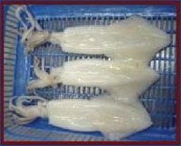 Whole Squid