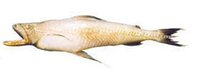 Bombay Duck Fish