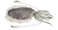 Cuttle Fish
