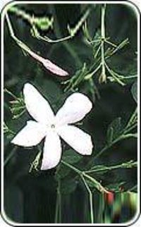 Jasmine Grandiflorum Absolute Extract