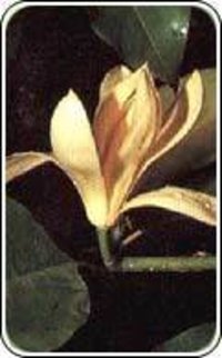Michelia Champaka Fragrance
