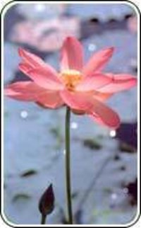 Pink Lotus Extract