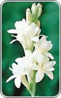 Tuberose Fragrance