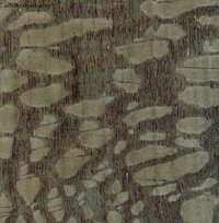 Carbold Dyed Grey Veneers