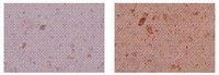 Mica Plain Paper