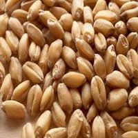 Wheat