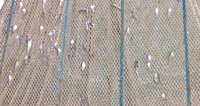 Knotted Fish Nets