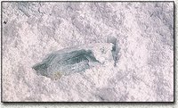 Micronised Quartz Powder