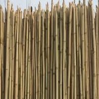 Bamboos