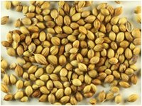 Coriander