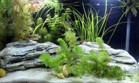 Acquarium Rocks