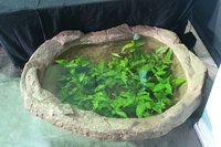 Garden Pond