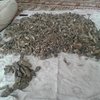 Morchella Conica Mushrooms