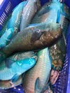 Fresh Frozen Parrot Fish