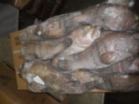 Fresh Frozen Cod Fish
