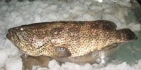 Black Spotted Grouper