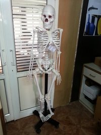 Human Skeleton Model