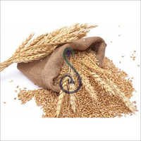 Wheat Grains