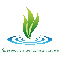 SILVERROOT