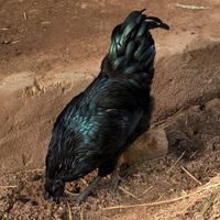Desi Kadaknath