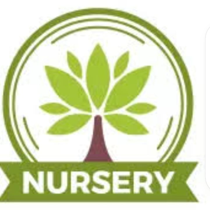MOLLA NURSERY
