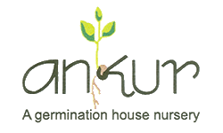 ANKUR - A GERMINATION HOUSE NURSERY