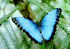 BUTTER FLY ENTERPRISES