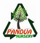 PANDUA NURSERY