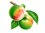 SEETHA LAKSHMI IMPORTS & EXPORTS