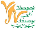 VINAYAK NURSERY