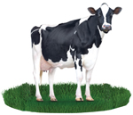 KARNAL DAIRY FARM