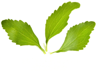 Steviaherb