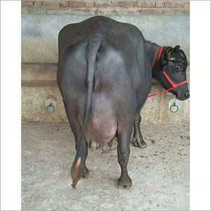 Click to Zoom