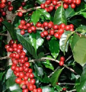 Coffee Plant