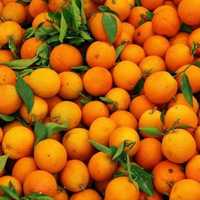 Mandarin Orange