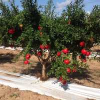 Pomegranate Plants