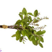 Tulsi Extracts