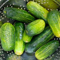 Cucumber Pickles