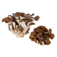 Medicinal Mushroom