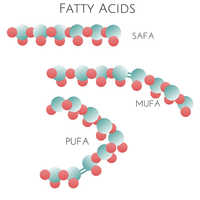 Fatty Acid