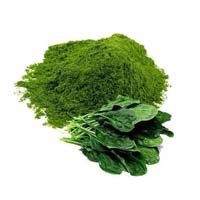 Palak Powder