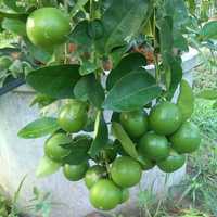 Lime Plants