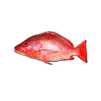 Masghhon Fish Red Snapper Fish In Mumbai (Bombay) - Prices, Manufacturers & Suppliers