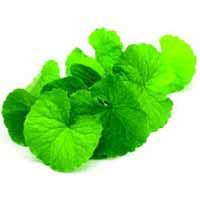 Centella Asiatica Extract