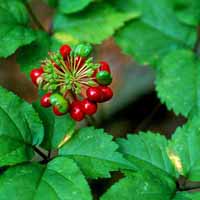 Natural Plant Extract
